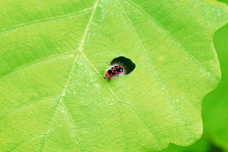 Werden Pflanzen angeknabbert, produzieren viele das Hormon Jasmonsäure, das die Fraßfeinde abwehren soll (Symbolbild). (Bild: gemeinfrei, zoosnow)