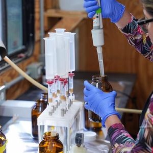 The novel method makes it possible to detect trace amounts of drugs of abuse in small fish.(Source:  University of Waterloo)