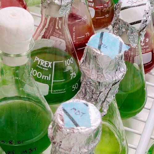 Algae cultivation is particularly challenging in the Nordic climate, where a low number of sunny days and cold winters are experienced each year. Algae cultivation is particularly challenging in the Nordic climate, where a low number of sunny days and cold winters are experienced each year.