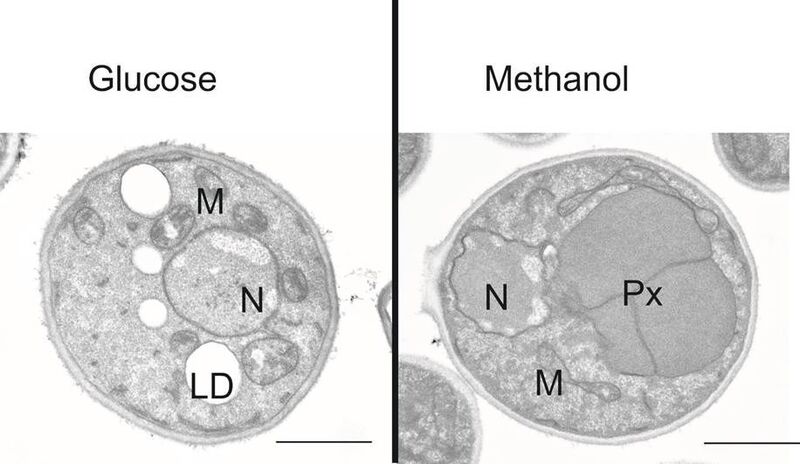 Elektronenmikroskopie von Pichia pastoris Zellen: Links zeigt Hefe-Zellen, die auf Glucose gewachsen sind. Rechts: Peroxisomen (Px), in denen Methanol in die zelluläre Biomasse eingebaut wird. (Bild: acib)