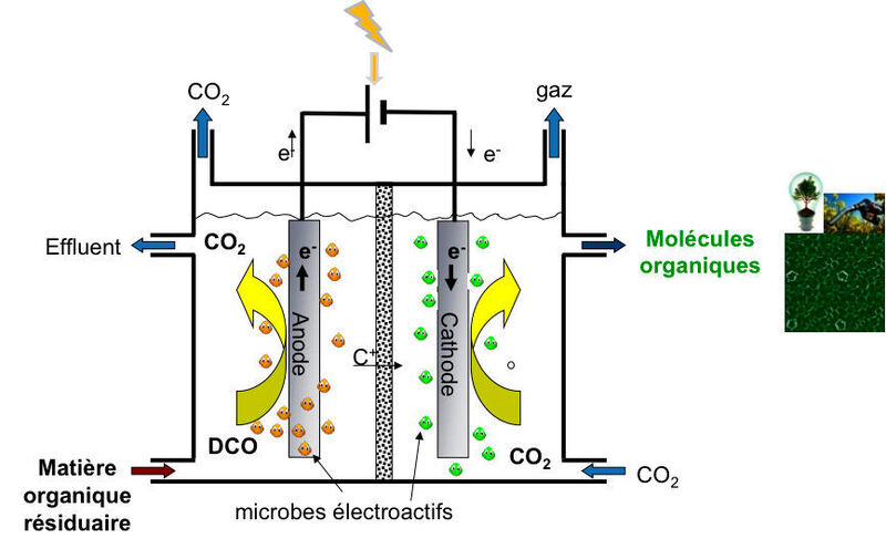 Schema der mikrobiellen Elektrosynthese: Auf der rechten und linken Seite werden elektrosensitive Mikroben mit Abfällen eingesetzt (in braun und grün). An der rechten Seite werden die wertvollen Moleküle synthetisiert. (Bild: IRSTEA)