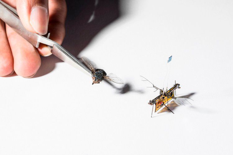RoboFly: Das Roboter-Insekt ist nur etwas größer als eine echte Fliege (Bild: Mark Stone/University of Washington)