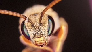 Die Wildbiene Halictus subauratu  (A. Haselböck)