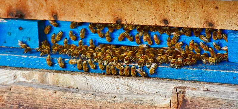 Der Ausbruch des Vulkans Hunga Tonga im Pazifik schickte Druckwellen bis nach Deutschland. Sie wurden hier auch von High-Tech-Bienenstöcken registriert. (Symbolbild) Der Ausbruch des Vulkans Hunga Tonga im Pazifik schickte Druckwellen bis nach Deutschland. Sie wurden hier auch von High-Tech-Bienenstöcken registriert. (Symbolbild)