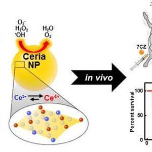 A tailored amount of zirconium ions (Zr4+) in the 7CZ nanoparticles (7CZ NP) boost their performance as antioxidants: they are more efficient in converting Ce4+ into Ce3+ compared with the traditional ceria nanoparticles (Ceria NP), therefore a smaller dose suffice. After sepsis was induced in rats and mice with a puncture in the cecum (CLP), injection of 7CZ nanoparticles resulted in an increase in survival rate and a decrease in organ injuries.