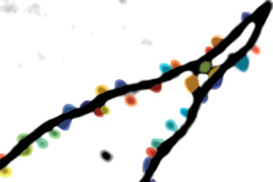 Kommunikation zwischen Nervenzellen findet an Synapsen statt. Hier ist ein Fortsatz einer Nervenzelle aus dem lebenden Gehirn dargestellt, an dem die synaptischen Eingänge farblich hervorgehoben sind.(Bild:  © Simon Wiegert, Cynthia Rais)