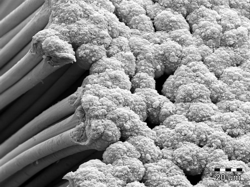 Das Institut für Polymerwerkstoffe und Kunststofftechnik der TU Clausthal hat aus Gewebeverschnitt und alten CFK-Bauteilen neue Halbzeige mit thermoplastischer Matrix erzeugt, hier durch das Rasterelektronenmikroskop fotografiert. (Archiv: Vogel Business Media)