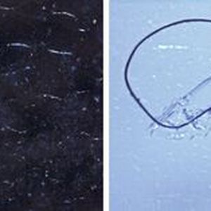 Abb. 2: Typisches Erscheinungsbild verschiedener Polymere, die in wässrigen Umgebungen (Meerwasser, Gewässer) gefunden wurden.