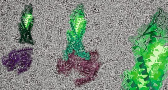 Die Struktur des Glucagon-Rezeptors (grün) in inaktivem (links) und aktiviertem Zustand (Mitte) vor einer Kryo-Elektronenmikroskopischen Aufnahme. Das grün leuchtende Kettenmolekül stellt das Glucagon-Hormon dar, das nachgeschaltete G-Protein ist violett abgebildet. Die Struktur des Glucagon-Rezeptors (grün) in inaktivem (links) und aktiviertem Zustand (Mitte) vor einer Kryo-Elektronenmikroskopischen Aufnahme. Das grün leuchtende Kettenmolekül stellt das Glucagon-Hormon dar, das nachgeschaltete G-Protein ist violett abgebildet.