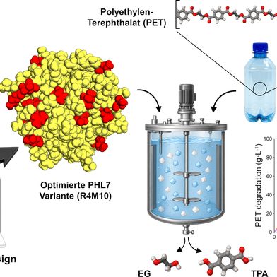 Das Enzym PHL7 wurde so verändert, dass es PET-Plastik schneller und unter industriellen Bedingungen abbauen kann. (Bild: Universität Leipzig)