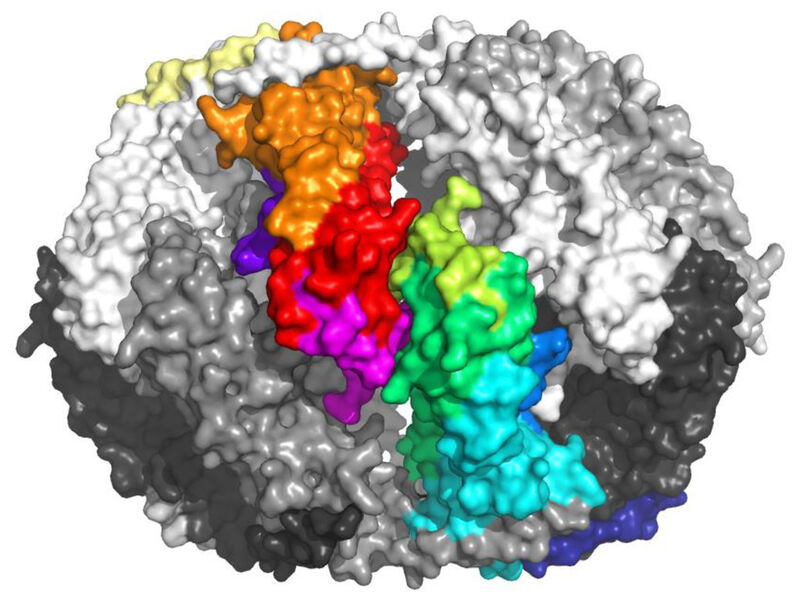 Fertigbauprinzip: 32 identische Untereinheiten bilden diese Form des Proteinkomplexes Sip1 (Bild: Tilly Fleckenstein / TUM)