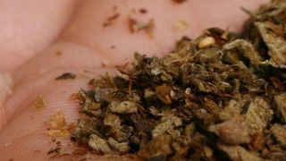 Enthält  synthetische Cannabinoide – eine noch nicht verbotenene Nachfolgedroge von „Spice“. (Bild: picture-alliance/ dpa/ Quelle: n-tv)