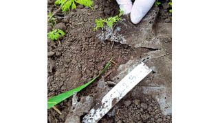 Reste der über 240 Tage abgebauten PBSA-Folie (konventionelle Landwirtschaft / Zukunftsklima) (Purahong / UFZ)