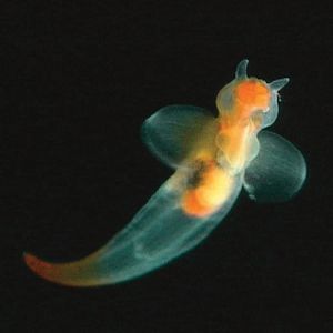 Abb. 2: Die Flügelschnecke Clione limacina erreicht eine maximale Länge von 70-85 mm.