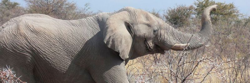 Despite their large body size and a life expectancy comparable to humans, cancer mortality in elephants is estimated at less than five percent (rather than up to 25 percent in humans). Despite their large body size and a life expectancy comparable to humans, cancer mortality in elephants is estimated at less than five percent (rather than up to 25 percent in humans).