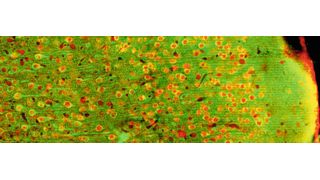 Epifluoreszenzbild der hinteren Inselrinde der Maus, wo Forscher den „thermischen Kortex“ verorten: Die Neuronen exprimieren ein kalziumempfindliches Protein grün und einen allgemeinen neuronalen Marker rot. (Bild: Mikkel Vestergaard, AG Poulet, Max Delbrück Center)