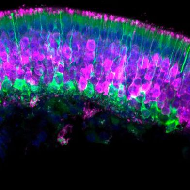 Riechepithel, ein auf die Sinneswahrnehmung von Gerüchen spezialisiertes Gewebe, eines Nacktmulls: Das Immunfluoreszenzbild zeigt reife Riechzellen (magenta), unreife Riechzellen (grün) und Zellkerne (blau). (Bild: © Mohammed Khallaf, Lewin Lab, Max Delbrück Center)