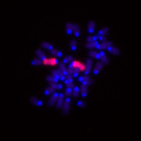 Dies sind die Chromosomen aus einer weiblichen Mauszelle (blau gefärbt), in der die X-Chromosomen zusätzlich rot gefärbt sind Dies sind die Chromosomen aus einer weiblichen Mauszelle (blau gefärbt), in der die X-Chromosomen zusätzlich rot gefärbt sind