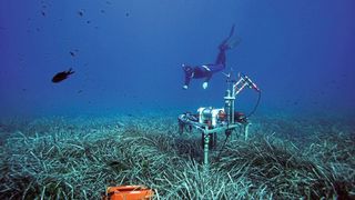 Ein Forschender des Max-Planck-Instituts für Marine Mikrobiologie bei der Probennahme in Seegraswiesen im Mittelmeer. Das Messgerät bestimmt den Sauerstoffgehalt im Meeresboden. (Bild: Hydra Marine Sciences GmbH)