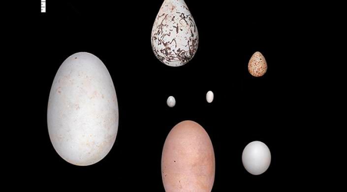 New study finds birds may have evolved elliptical or asymmetric eggs to maintain streamlined bodies for flight. (Museum of Comparative Zoology and Harvard University)