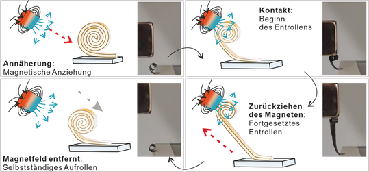 Magnetischer Antrieb einer programmierbaren keramischen Mikrorolle.(Bild:  IMW / Universität Stuttgart)