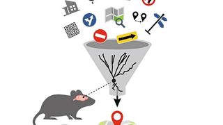 Türsteher des Gehirns: Körnerzellen filtern Informationen, um das Navigationssystem in unserem Kopf nicht zu überlasten. Dies legen Versuche mit Mausmodellen nahe. (Rieger / IST Austria)