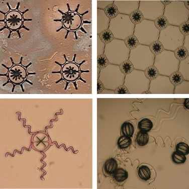 Mikroskopiebilder weiterer Beispiele von Zwei-​Komponenten-Mikromaschinen. (Alcântara et al. / Nature Communications 2020)