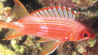 Husarenfisch, einer der vielen nachtaktiven, rifflebenden Fischarten mit besonders großen Augen (A. Dornburg)