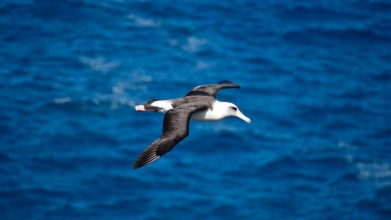 Sie können mehrere Hundert Kilometer gleiten, ohne einmal mit den Flügeln zu schlagen – Albatrosse sind Meister des Gleitflugs.