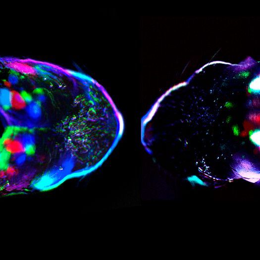 Cortical spontaneous activity at birth in a control mouse (left) and a mouse where retinal waves were blocked by carbenoxolone injection into the eye (right). Cortical spontaneous activity at birth in a control mouse (left) and a mouse where retinal waves were blocked by carbenoxolone injection into the eye (right).