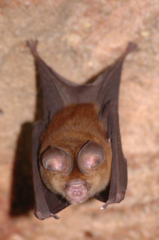Los investigadores de la Universidad de Ulm secuenciaron los genomas de cuatro especies de murciélagos de nariz redonda(Bild:  Prof. Marco Tschapka/Universidad de Ulm)