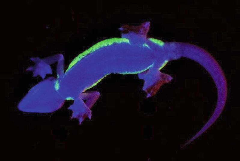 Die Bauchansicht zeigt einerseits die charakteristischen Füße des Wüstengeckos und andererseits die seitlich klar begrenzten fluoreszierenden Hautbereiche (unter zusätzlicher UV-Beleuchtung mit max. 365 nm Wellenlänge fotografiert).