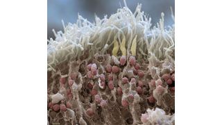 Bruch durch die menschliche Netzhaut (Retina): Stäbchen- (weiss) und Zapfenzellen (dunkel) (Quelle: eyeofscience.com) (Archiv: Vogel Business Media)