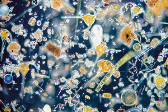 Phytoplankton unter dem Mikroskop Phytoplankton unter dem Mikroskop