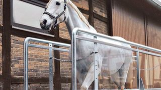 In Bewegung bleiben: Siemens-Technik kommt in Pferde-Laufbändern zum Einsatz. (Sascotec)