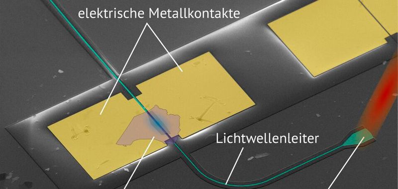 Der ETH-​Lichtdetektor unter dem Elektronenmikroskop. Gut zu sehen sind die dünne Lage der zweidimensionalen Heterostruktur, der Lichtwellenleiter und die Metallkontakte, über die das Signal des Detektors ausgelesen wird.(Bild:  ETH Zürich)