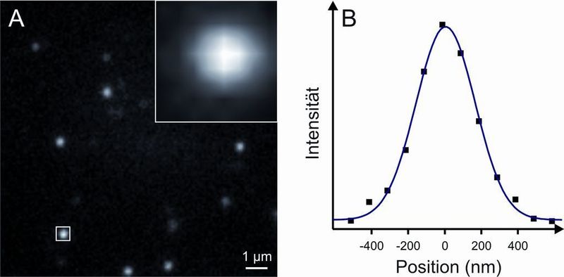 2	 Durch die Welleneigenschaften des Lichts erscheinen die sehr kleinen Moleküle (ca. 1 bis 2 nm) als Beugungsscheibe mit einer Größe von rund 200 bis 300 nm. Durch mathematische Näherung des Fluoreszenzsignals kann jedoch die genaue Position der einzelnen Moleküle (Koordinaten) mit einer sehr hohen Präzision von wenigen Nanometern bestimmt werden. (Archiv: Vogel Business Media)