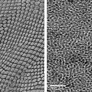 Electron micrograph images of membranes with ordered (left) and disordered (right) channel structures.