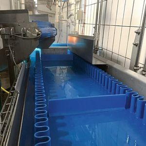 Schlachtbetrieb Bell reinigt das Darmförderband während des gesamten Betriebs kontinuierlich mit einem 65°C heißem Wasserstrahl.(Bild:  Momentum Technologies)