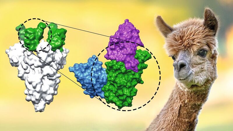 Alpaka Xenia half indirekt dabei, Nanobodies gegen SARS-CoV-2 zu entwickeln. (MPI f. biophysikalische Chemie/ Thomas Güttler)