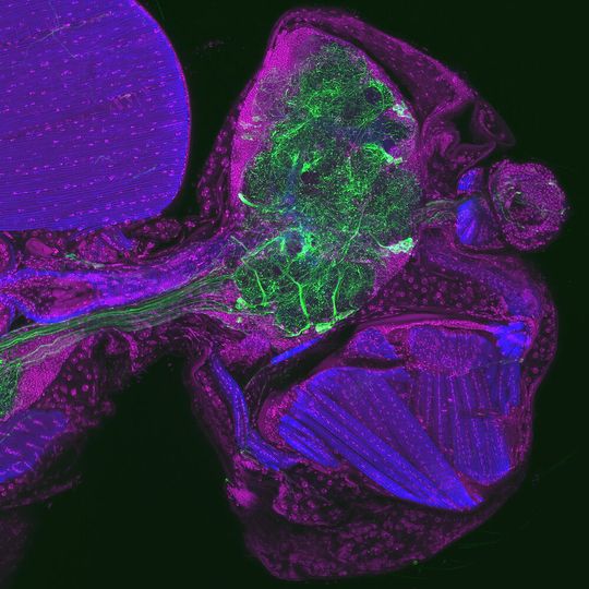 Gewebeschnitt durch den Kopf einer Fruchtfliege: In Grün sind spezielle Nervenzellen zu sehen, die den Botenstoff Octopamin nutzen – sie verbinden das Gehirn mit verschiedenen Organen im Körper.(Bild:  Mareike Selcho/Universität Leipzig)