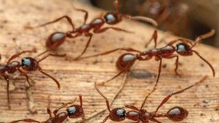 0107113283 (Bild: François Brassard)