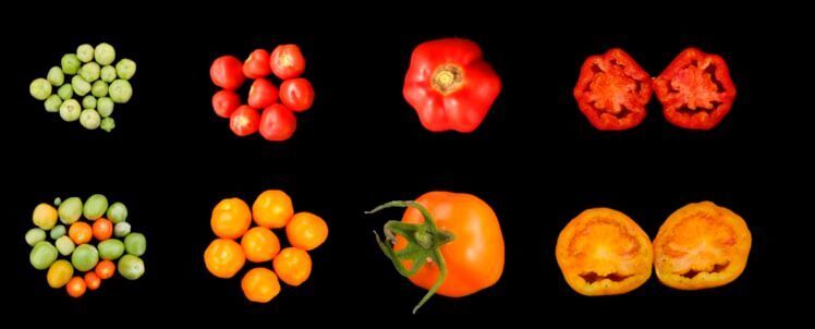 A team of KAUST plant scientists introduced a single gene of the carotenoid pathway into tomatoes, leading to an increase in crop yield, nutritional value and stress tolerance (wild type tomatoes on the top, tomatoes expressing LCYB on the bottom). (Juan C. Moreno)
