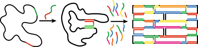 Abb. 2: Faltung eines DNA-Origamis: Ein ringförmiger DNA-Strang (schwarz) wird durch die Verknüpfung mit zahlreichen kurzen DNA-Strängen in die gewünschte Form gebracht. Die von schwarz verschiedenen Farben stellen hierbei Sequenzübereinstimmungen dar. (Bild: TU Braunschweig)