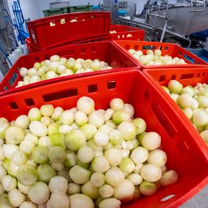 Düpmann ist auf die Verarbeitung von Gemüse spezialisiert, etwa das Schälen von Zwiebel…(Bild:  Wachendorff / Düpmann)