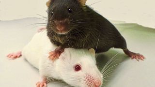 Mäuse der Stämme „Black-6“ (schwarz) und „PWD“ (weiß). Beide Zuchtlinien unterscheiden sich wesentlich in ihrer Anfälligkeit für Krebs.

 (Bild: Carolin Willke/ MPI f. mol. Genet)