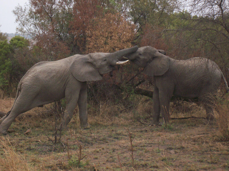 Elefanten im Pilanesberg Nationalpark (Archiv: Vogel Business Media)