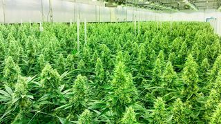 Vollkommen legal: Demecan deckt die gesamte Produktionskette für medizinisches Cannabis in Deutschland ab, vom Anbau, über die Weiterverarbeitung und Lagerung, bis hin zur Distribution an Apotheken. (Bild: Demecan GmbH)