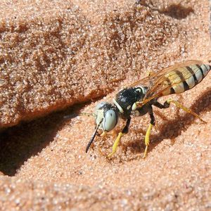 (Martin Kaltenpoth, Universität Mainz)