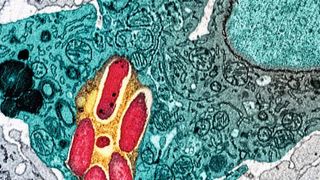 Elektronenmikroskopische Aufnahme einer mit Salmonellen (rot) infizierten Fresszelle (blau). (Universität Basel, Biozentrum)